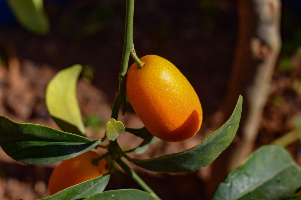 Kumquat Bo Végétal